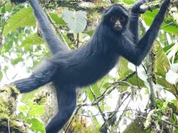 Ateles chamek