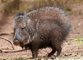 Catagonus wagneri