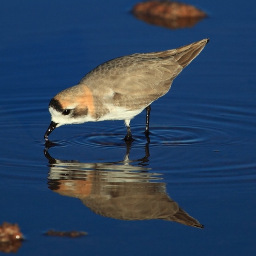 Charadrius alticola