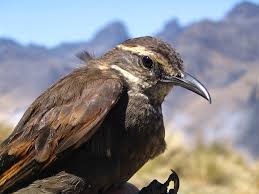 Cinclodes aricomae