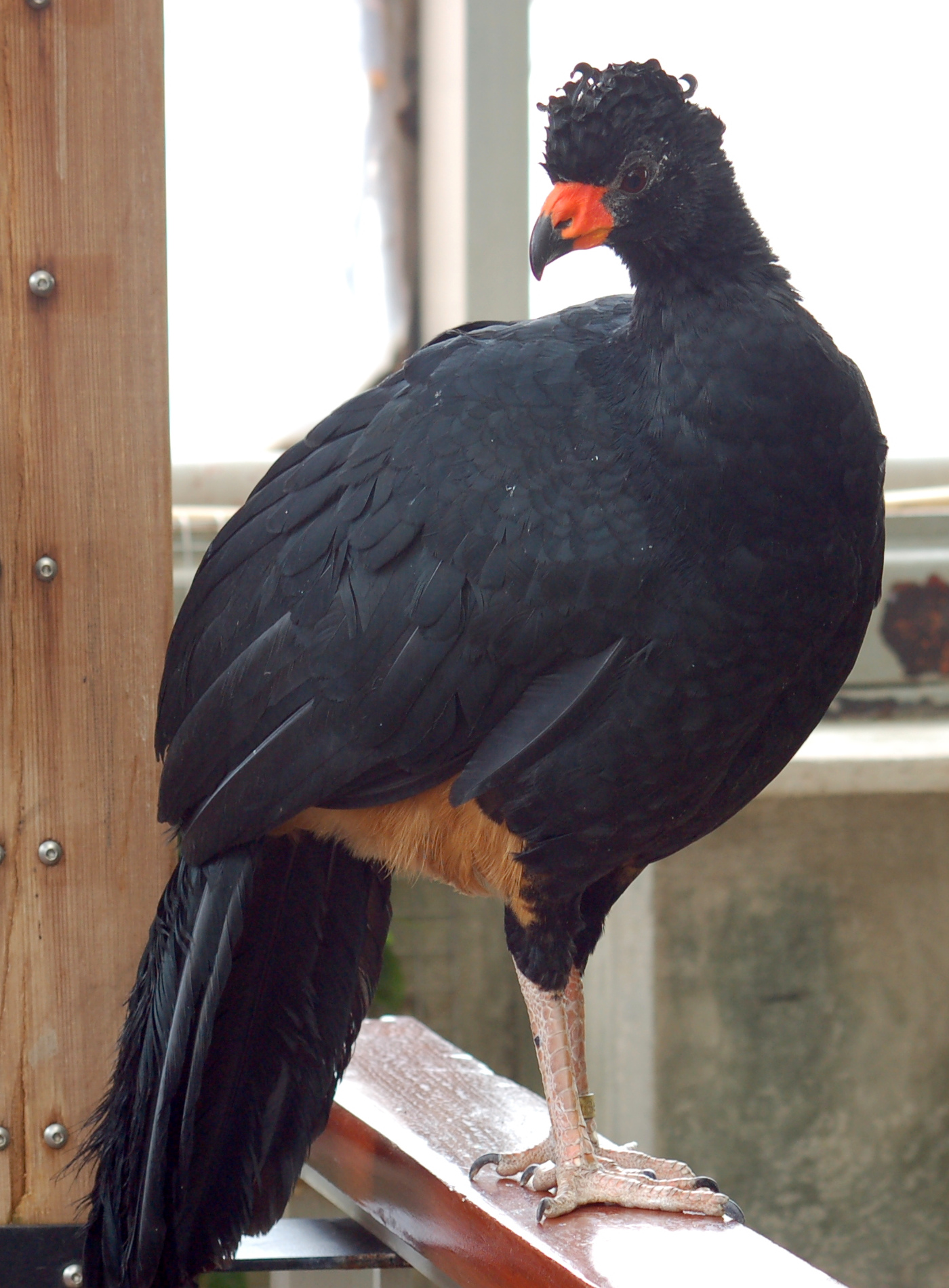 Crax globulosa