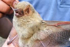 Dasypterus ega