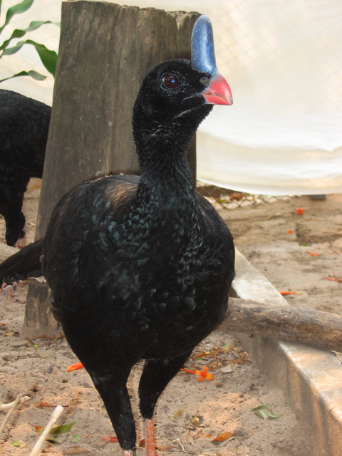 Pauxi unicornis